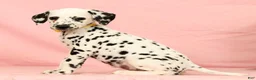 Dalmatian dogs for sale: Mandy - Ad 5