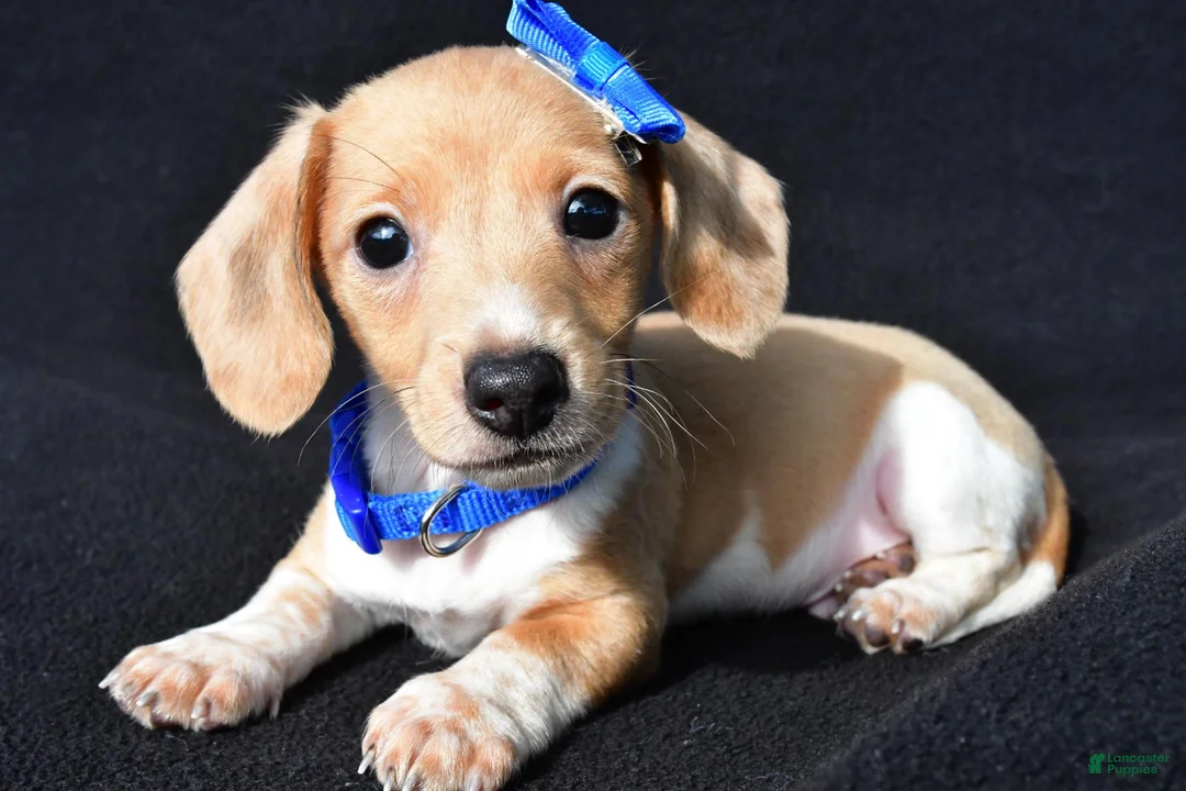 Miniature Dachshund dogs for sale: Denver - Ad 1