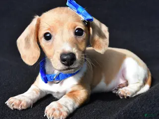 Miniature Dachshund dogs Denver - Ad 1