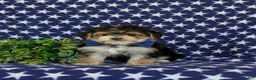 Morkie dogs for sale: Raleigh 6 lbs Full Grown - Ad 1