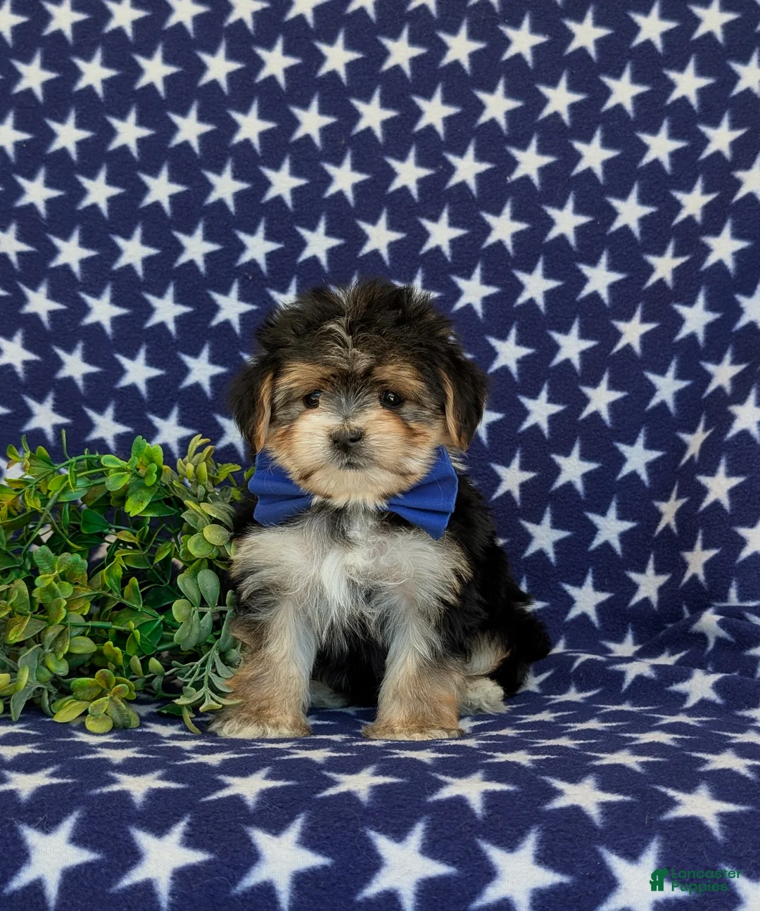 Morkie dogs for sale: Raleigh 6 lbs Full Grown - Ad 1