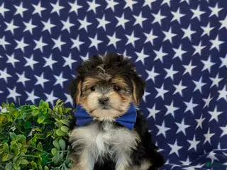 Morkie dogs for sale: Raleigh 6 lbs Full Grown - Ad 2