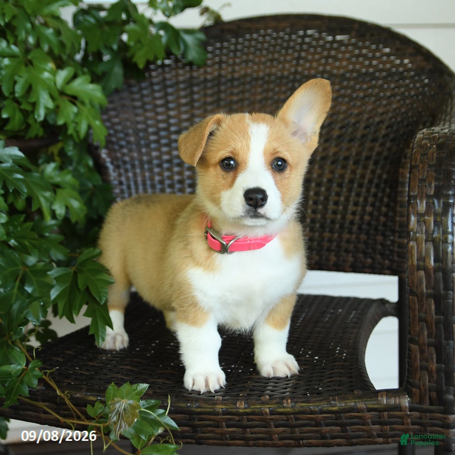 Welsh Corgi Pembroke dogs Summer - Ad 1