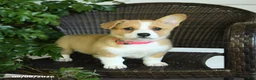Welsh Corgi Pembroke dogs for sale: Summer - Ad 1