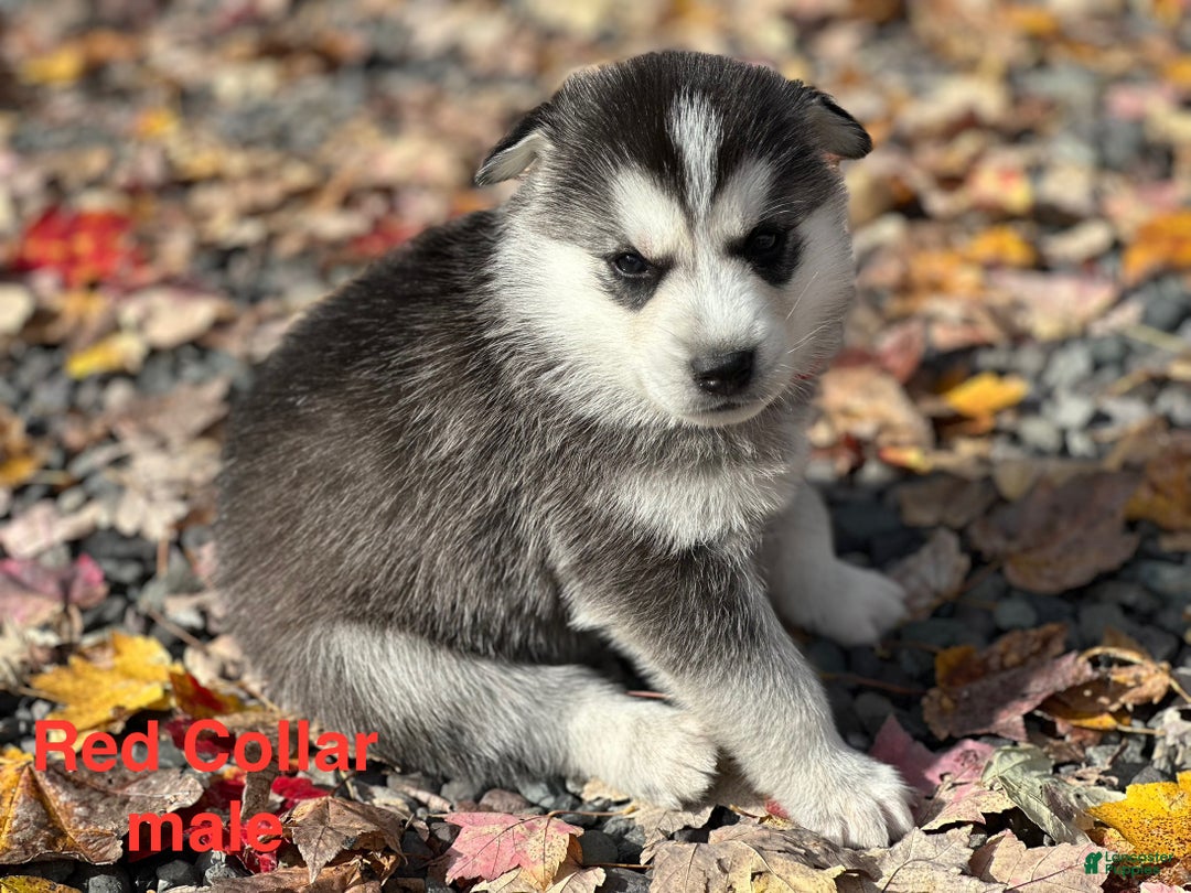 Siberian Husky dogs for sale: Siberian Husky puppy 1 - Ad 1