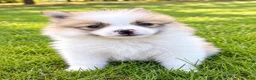 Pomeranian dogs for sale: Pomeranian  - Ad 7