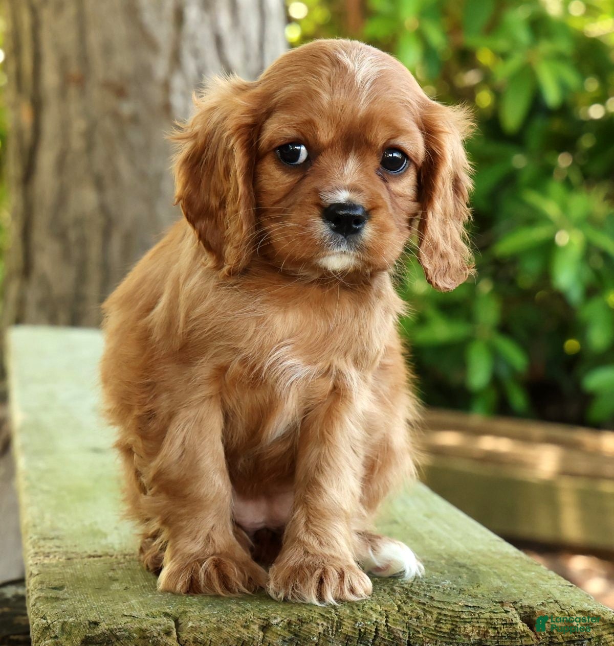 Cavalier King Charles Spaniel dogs for sale: Callie - Ad 4