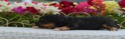 Aussiedoodle dogs for sale: Sweetie  - Ad 16
