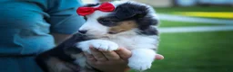 Mixed Breed dogs for sale: Goose🐾 - Ad 17