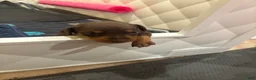 Miniature Pinscher dogs for sale: Miniature Pinscher Puppy 3 - Ad 4