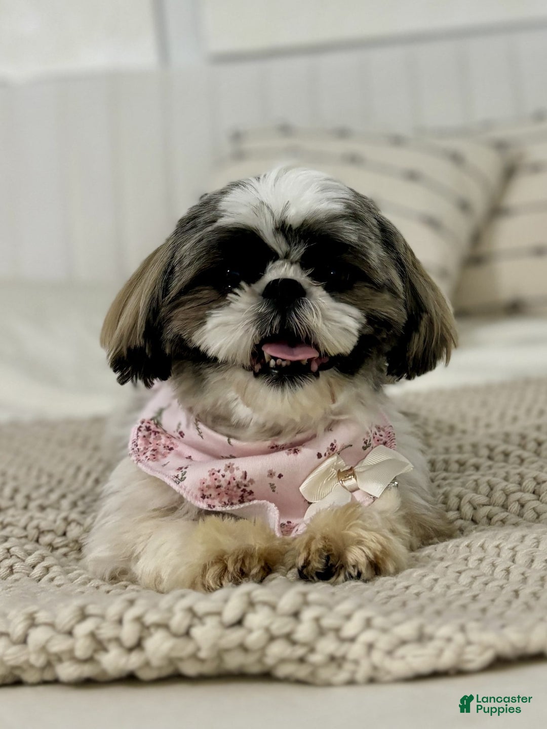 Shih Tzu dogs for sale: Spriggs - Ad 5