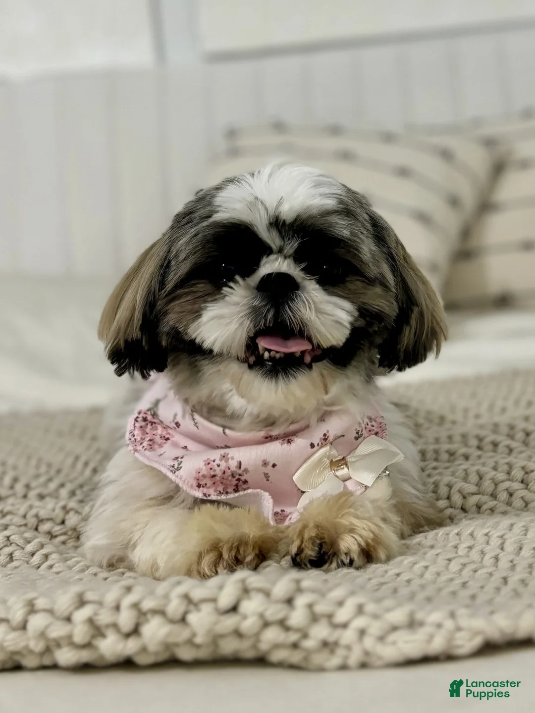 Shih Tzu dogs for sale: Carols - Ad 10