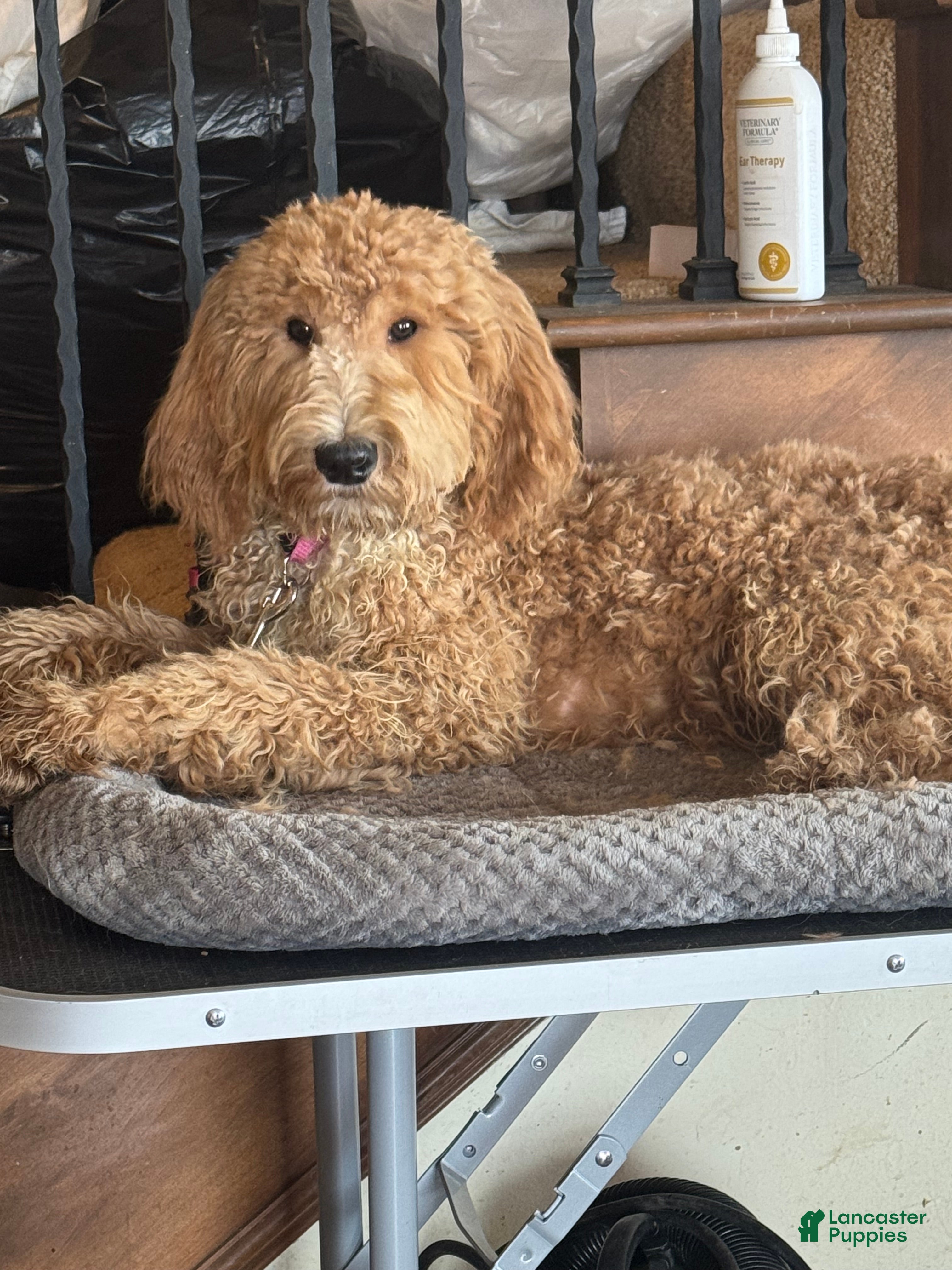 Goldendoodle dogs Goldendoodle Puppy 2 - Ad 15