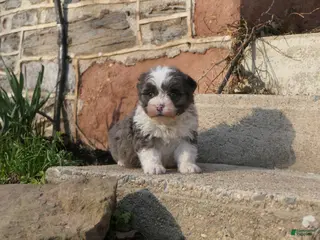 Mini Bernedoodle dogs for sale: Mini Bernedoodle Ricky - Ad 4