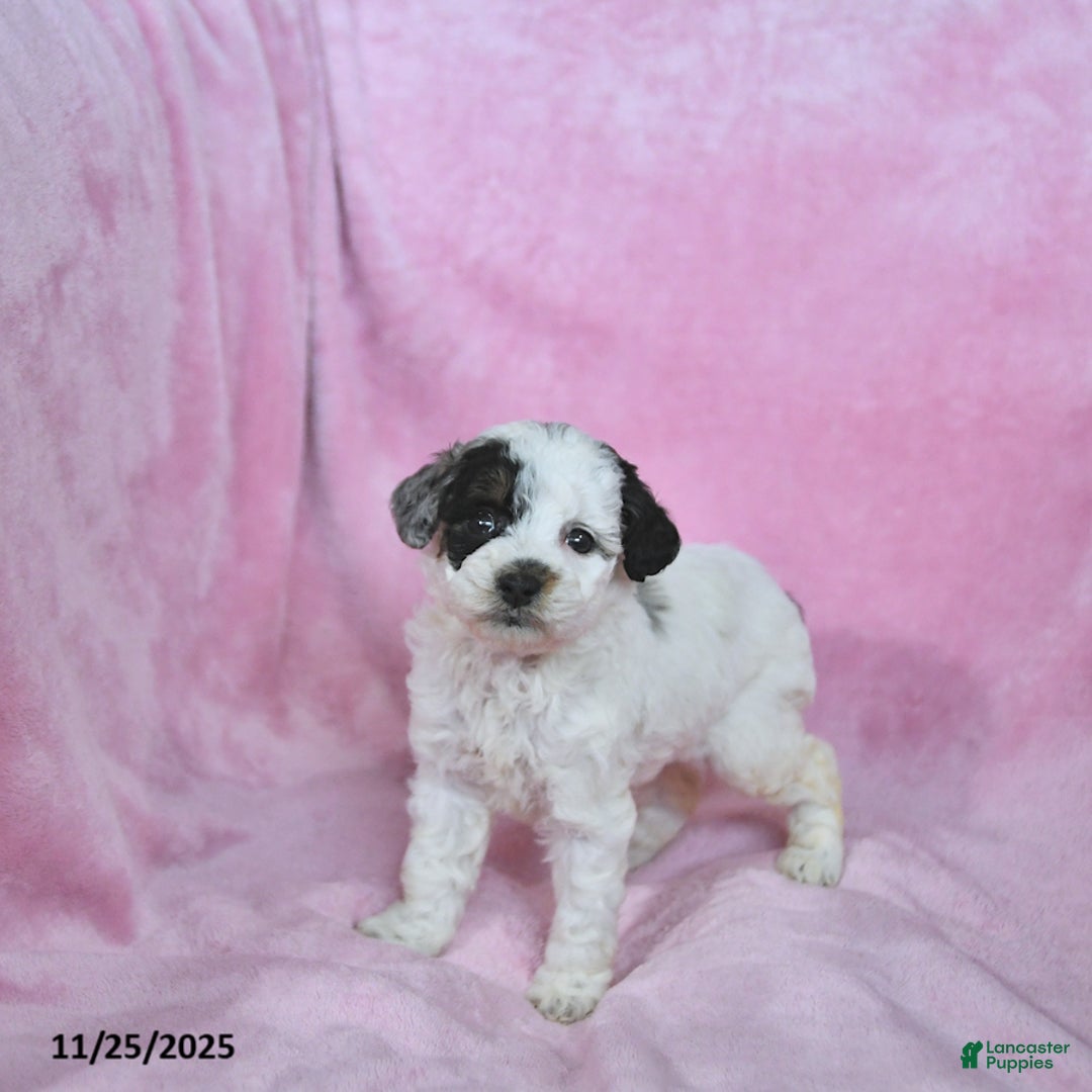 Toy Poodle dogs for sale: Kaitlyn - Ad 4