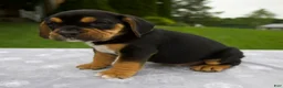 Beabull dogs for sale: Diesel - Ad 5