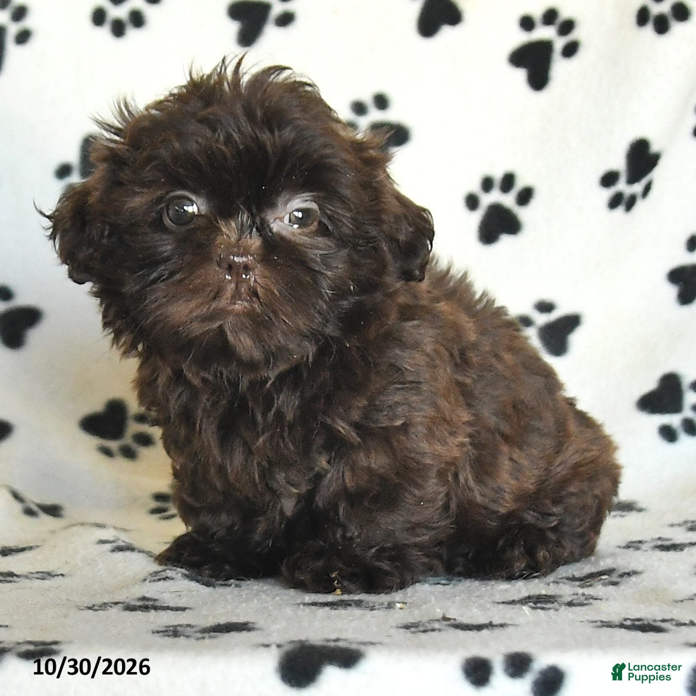 Shih Tzu dogs for sale: Ozzie - Ad 2