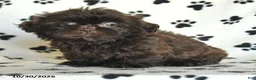 Shih Tzu dogs for sale: Ozzie - Ad 2