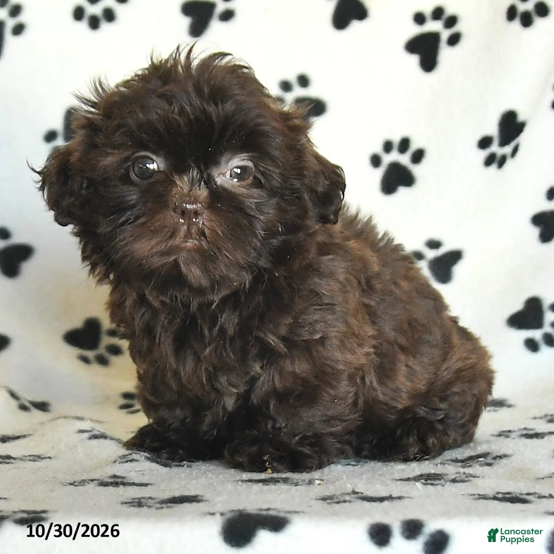 Shih Tzu dogs for sale: Ozzie - Ad 2