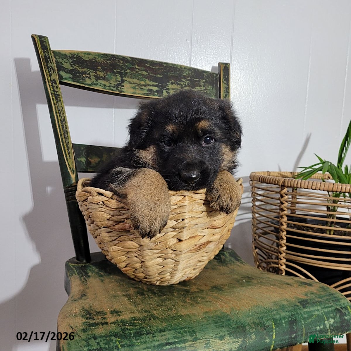 German Shepherd dogs Bella   - Ad 2