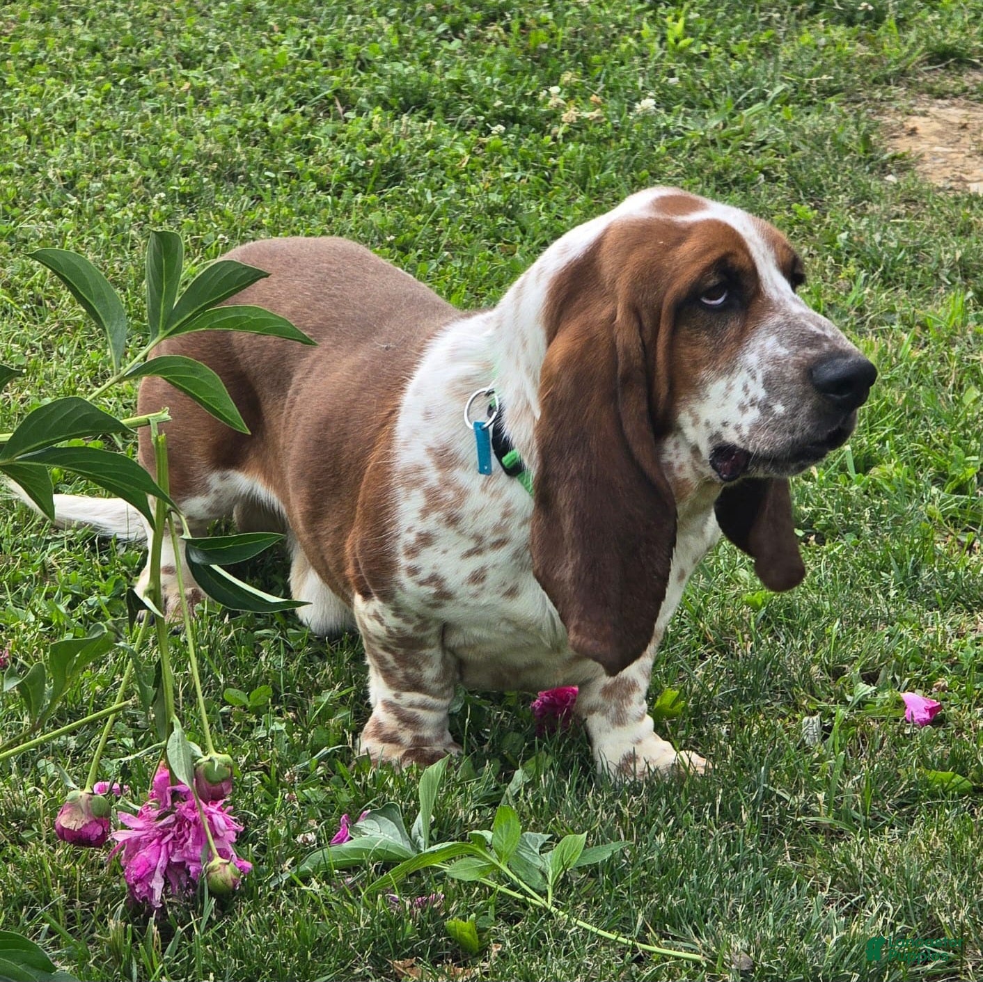 Basset Hound dogs Barney - Ad 2