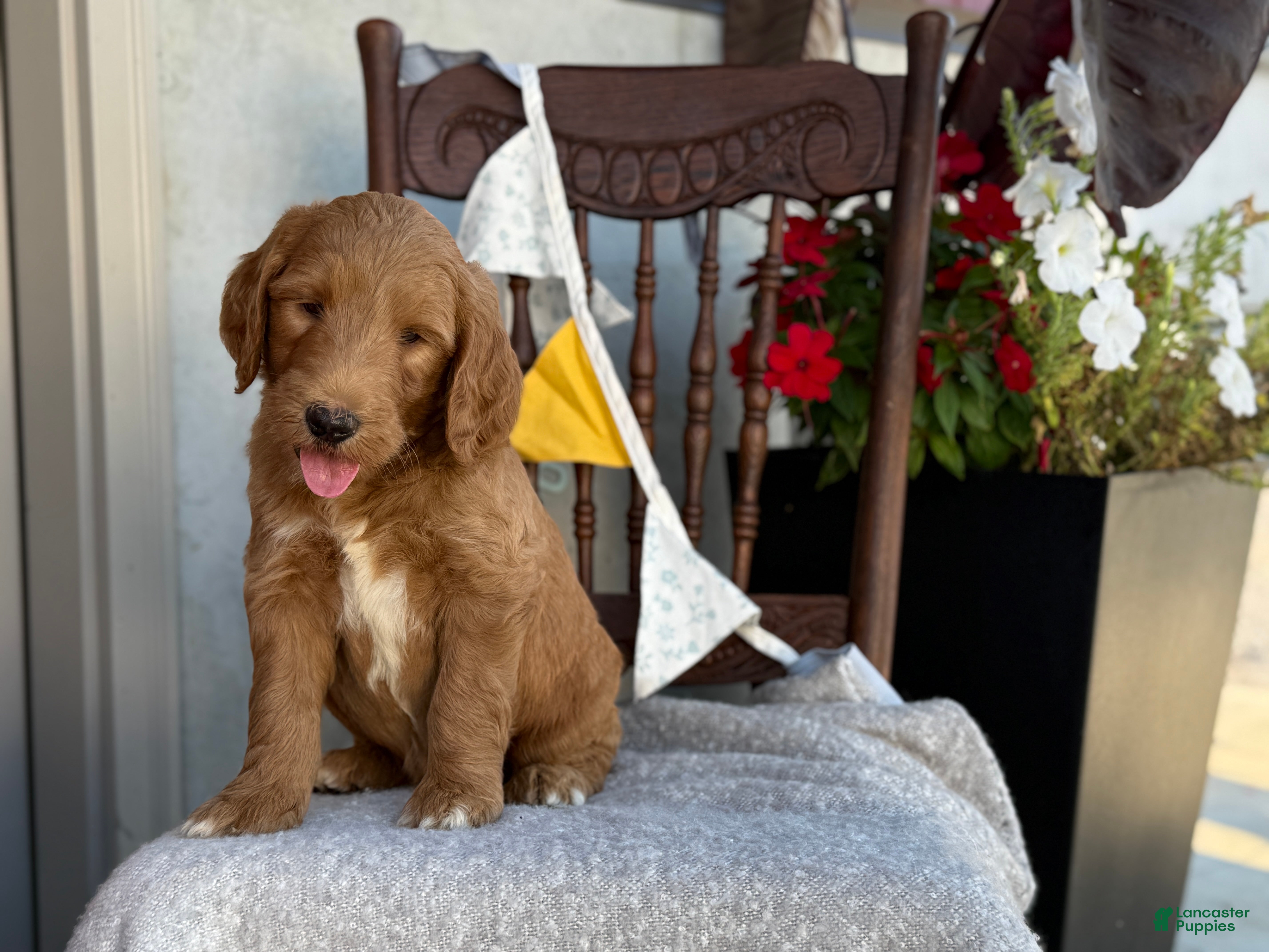 Goldendoodle dogs Chip - Ad 1
