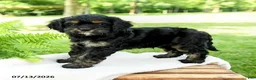 Cockalier dogs for sale: Licorice - Ad 3