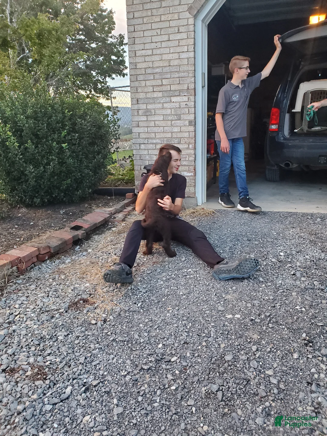 Labradoodle dogs for sale: Nikki - Ad 8