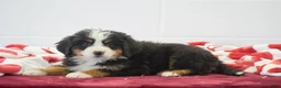 Bernese Mountain Dog dogs for sale: Elwood - Ad 2