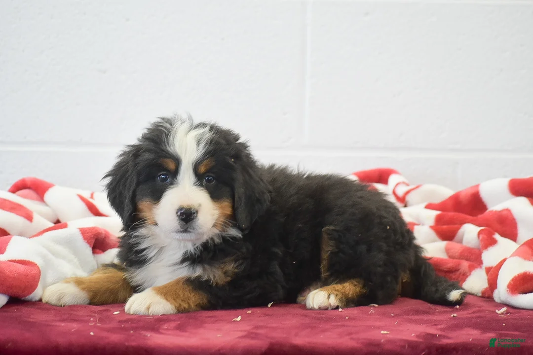 Bernese Mountain Dog dogs for sale: Elwood - Ad 2
