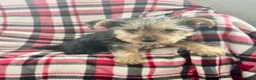 Yorkshire Terrier dogs for sale: Little Debbie - Ad 5