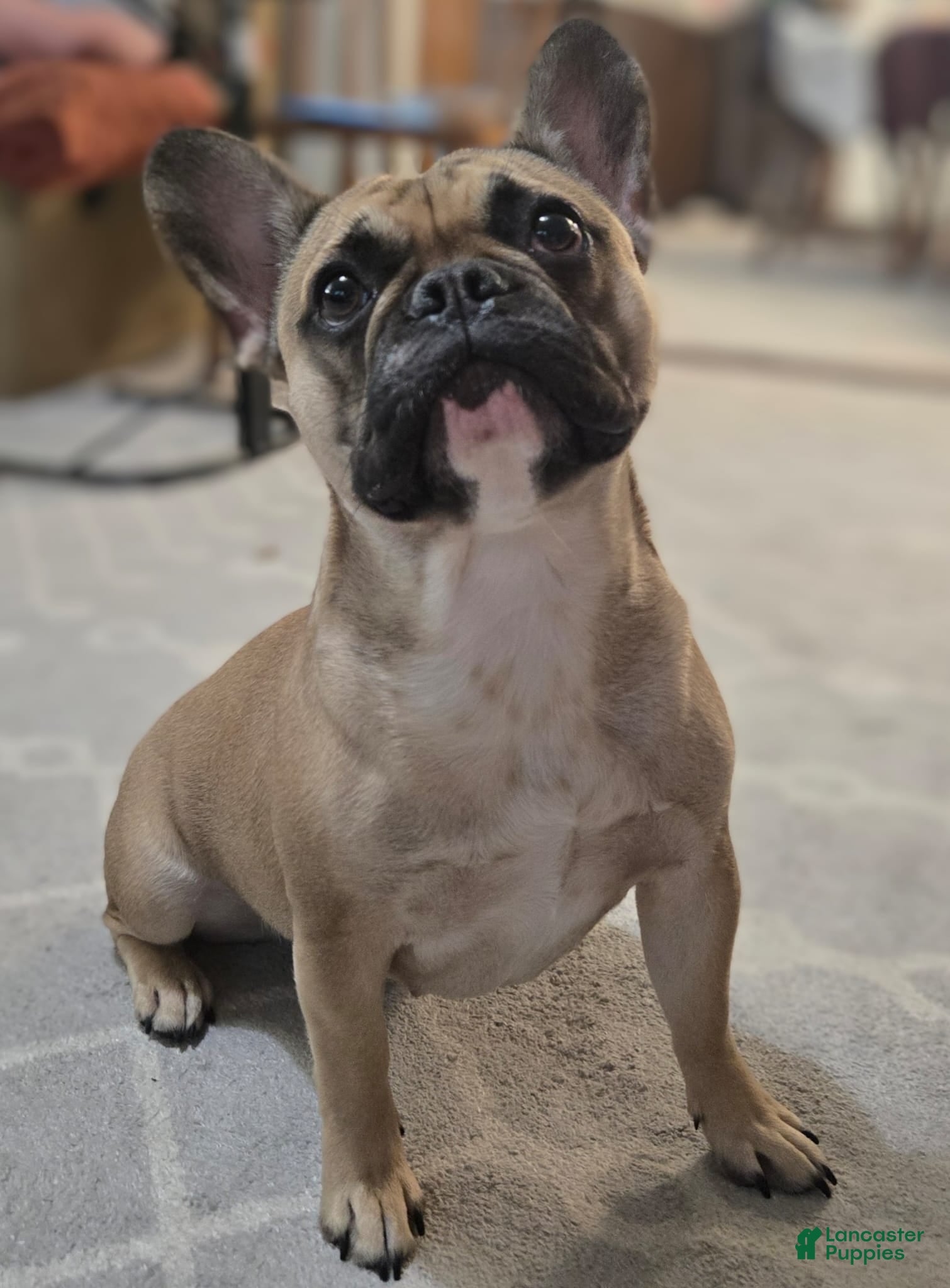 French Bulldog dogs French Bulldog Puppy 1 - Ad 2