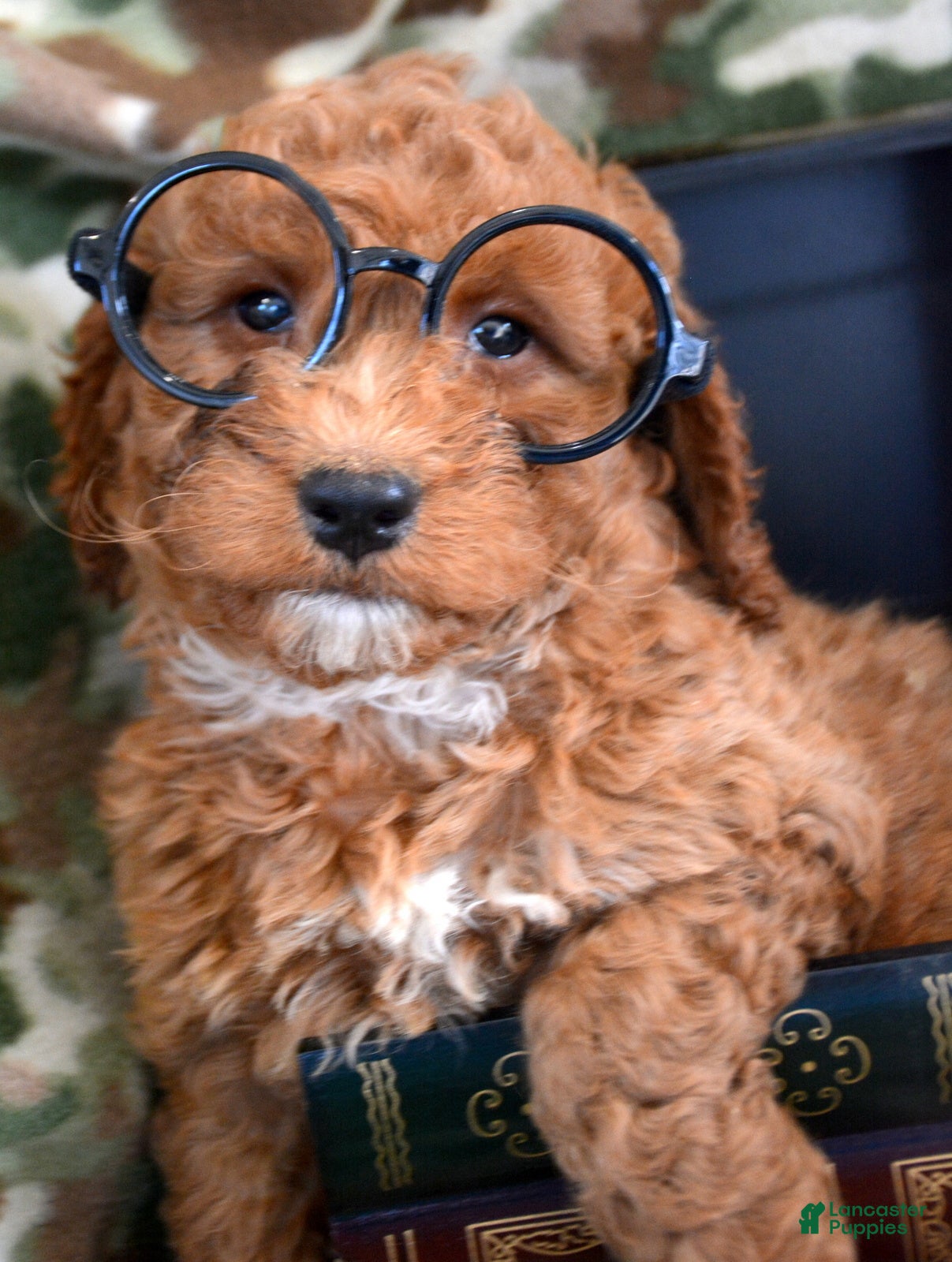 Goldendoodle dogs Mini Goldendoodle Puppy 3 Elmo - Ad 24