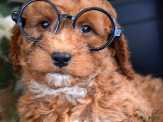 Goldendoodle dogs Mini Goldendoodle Puppy 3 Elmo - Ad 13