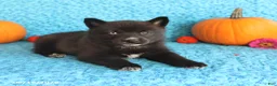 Pomsky dogs for sale: Tilly - Ad 3