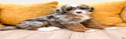Mini Bernedoodle dogs for sale: Katie - Ad 7