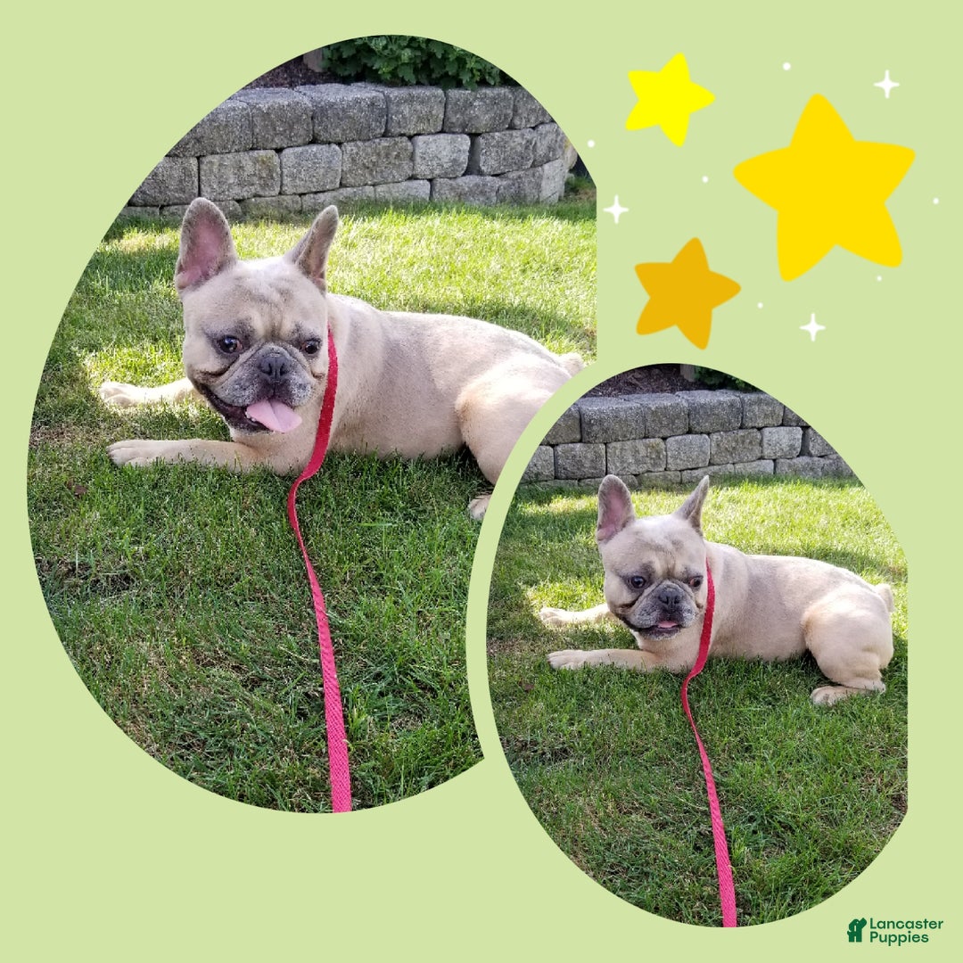 Frenchton dogs for sale: Frenchie  - Ad 15