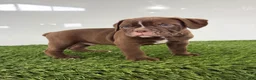 Olde English Bulldogge dogs for sale: Charlie - Ad 2