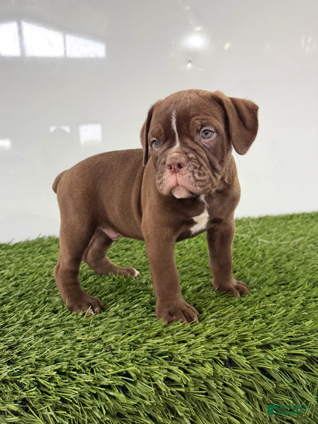 Olde English Bulldogge dogs for sale: Charlie - Ad 2