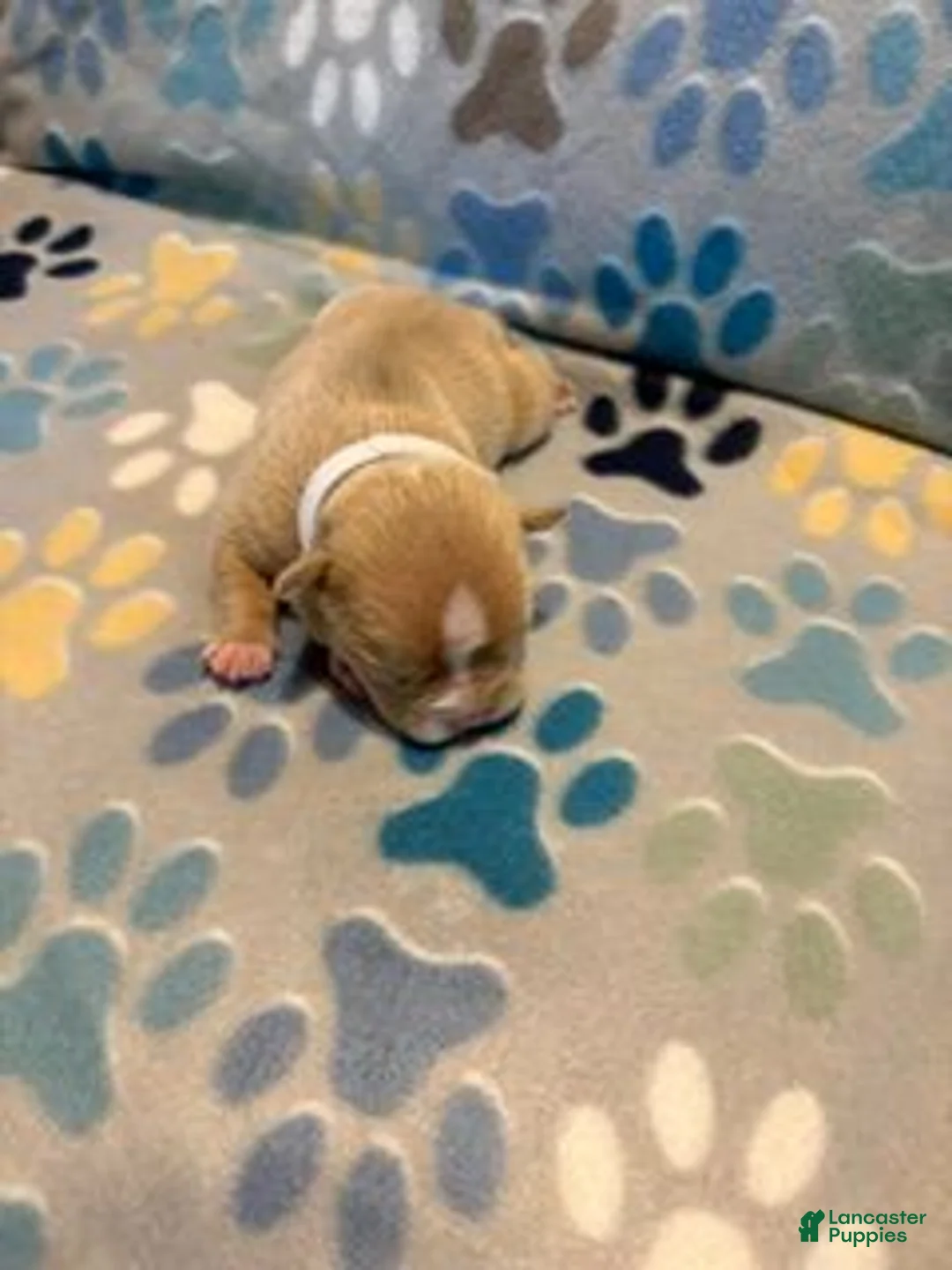 American Bully dogs for sale: FEMALE WHITE COLLAR - Ad 2
