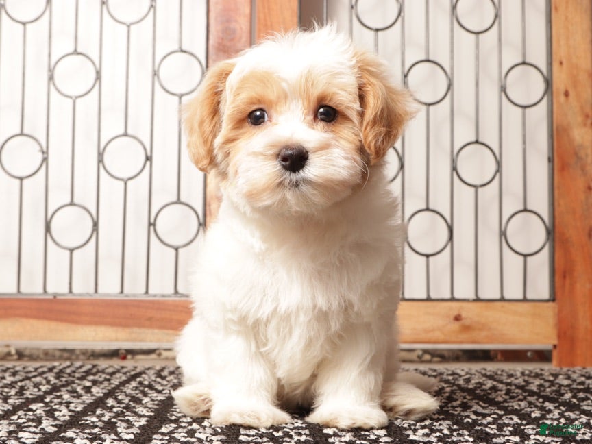 Maltipoo dogs Pippa Female Maltipoo - Ad 6