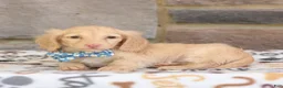Miniature Dachshund dogs for sale: Nikkie - Ad 1