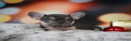 French Bulldog dogs for sale: Cordell - Ad 9