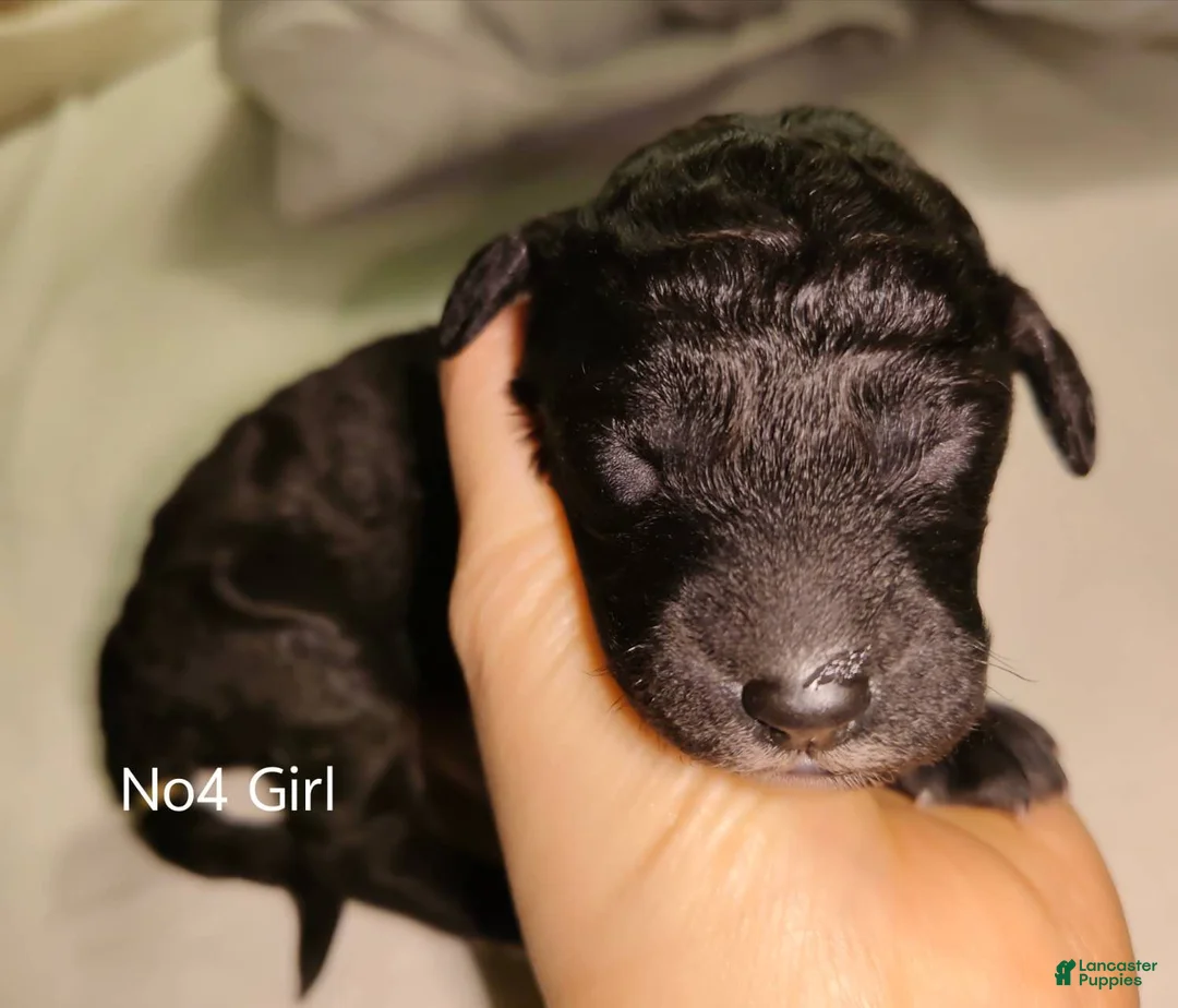 Standard Poodle dogs for sale: Standard Poodle Puppy 4 - Ad 9