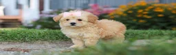 Maltipoo dogs for sale: Haven - Ad 4
