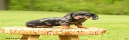Dachshund dogs for sale: Arabella - Ad 3