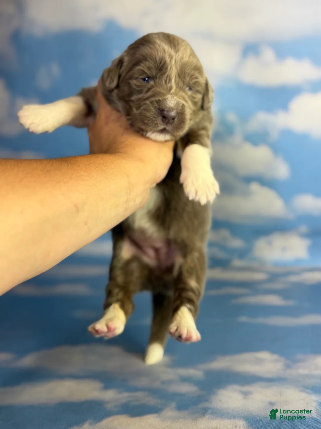 Newfoundland dogs for sale: Smarties DNA Clear OFA  - Ad 1