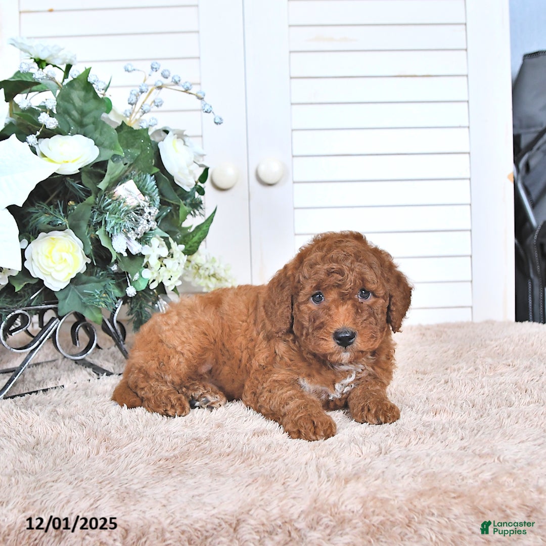 Mini Goldendoodle dogs for sale: Mason - Ad 4
