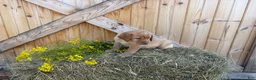 Labrador Retriever dogs for sale: Scarlette - Ad 13