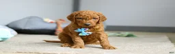 Goldendoodle dogs for sale: Teddy F1b - Ad 2
